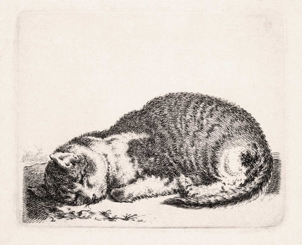 Gatto che dorme, c.1607-81 da Cornelis Saftleven