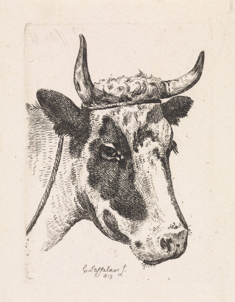 Testa di una mucca maculata da Cornelis Steffelaar