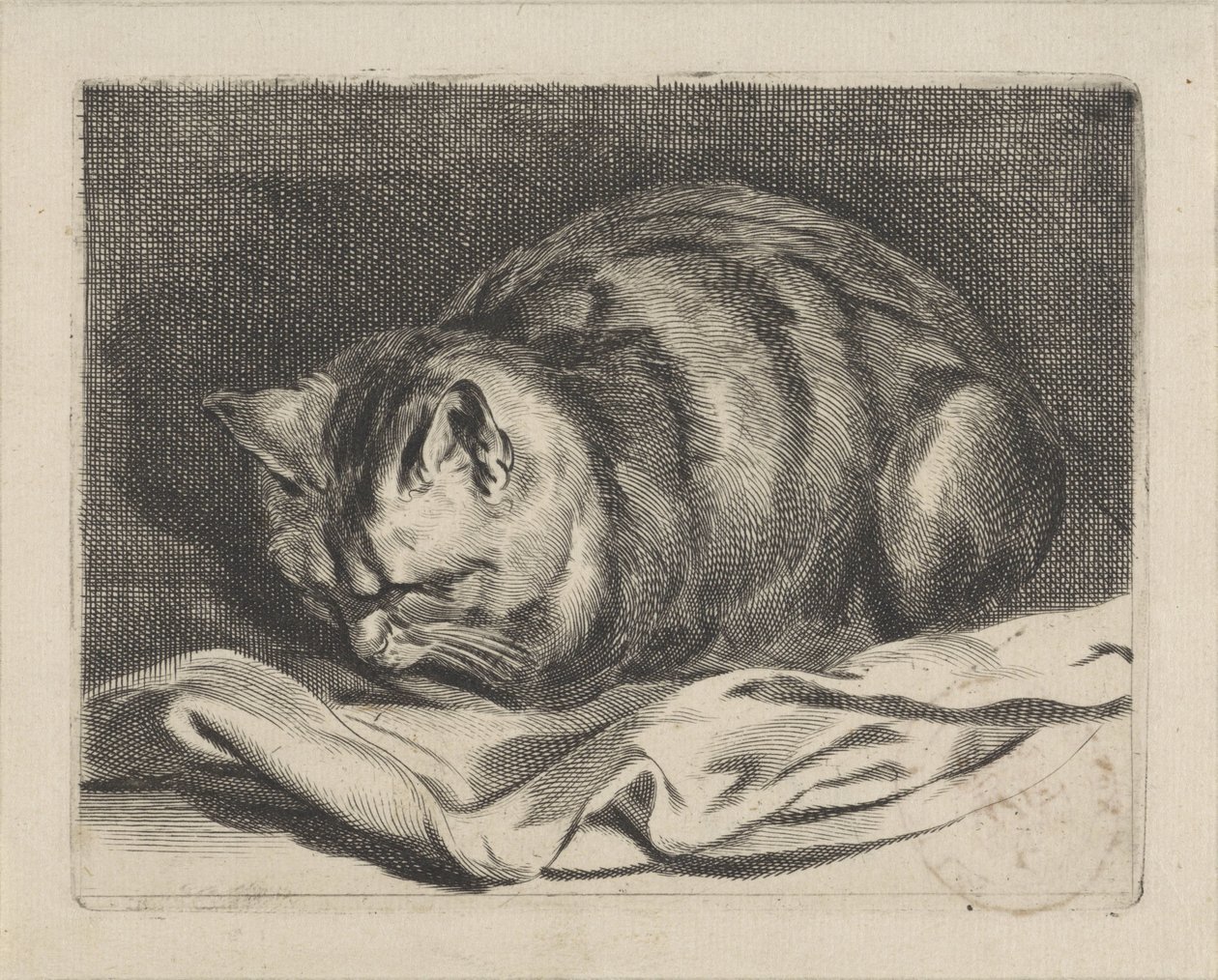Piccolo gatto da Cornelis Visscher (II)
