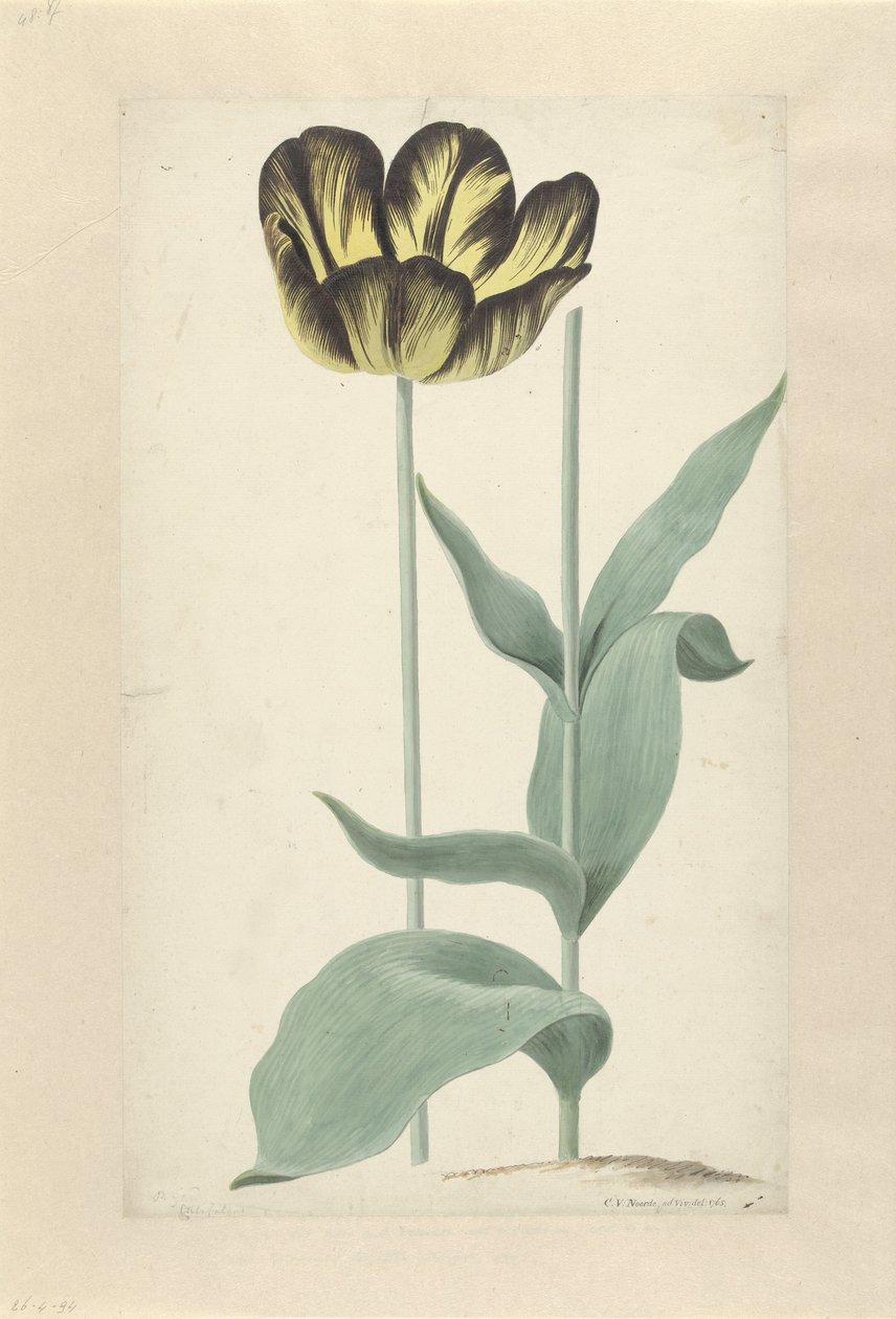 Il tulipano Bizard Catafalque da Cornelis van Noorde