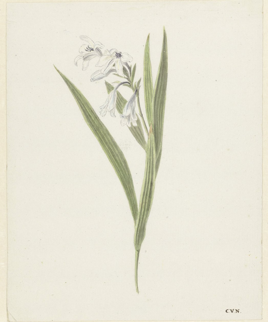 Fresia da Cornelis van Noorde