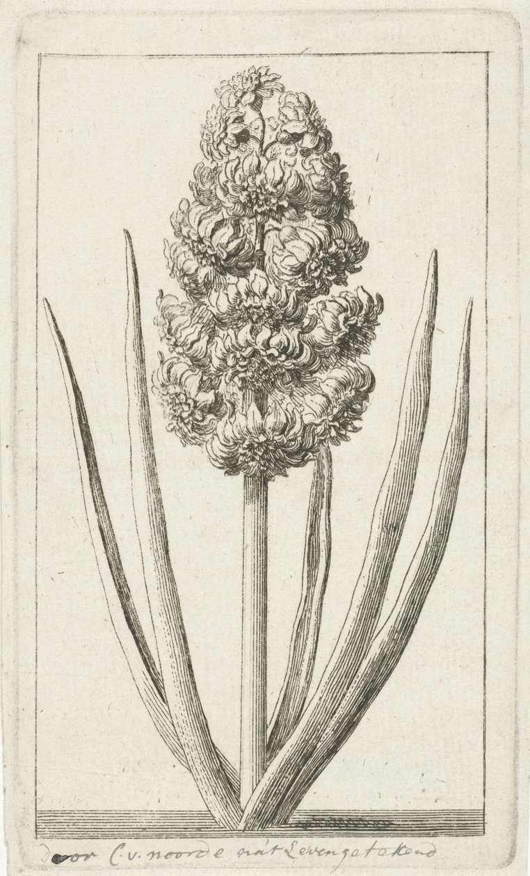 Giacinto da Cornelis van Noorde