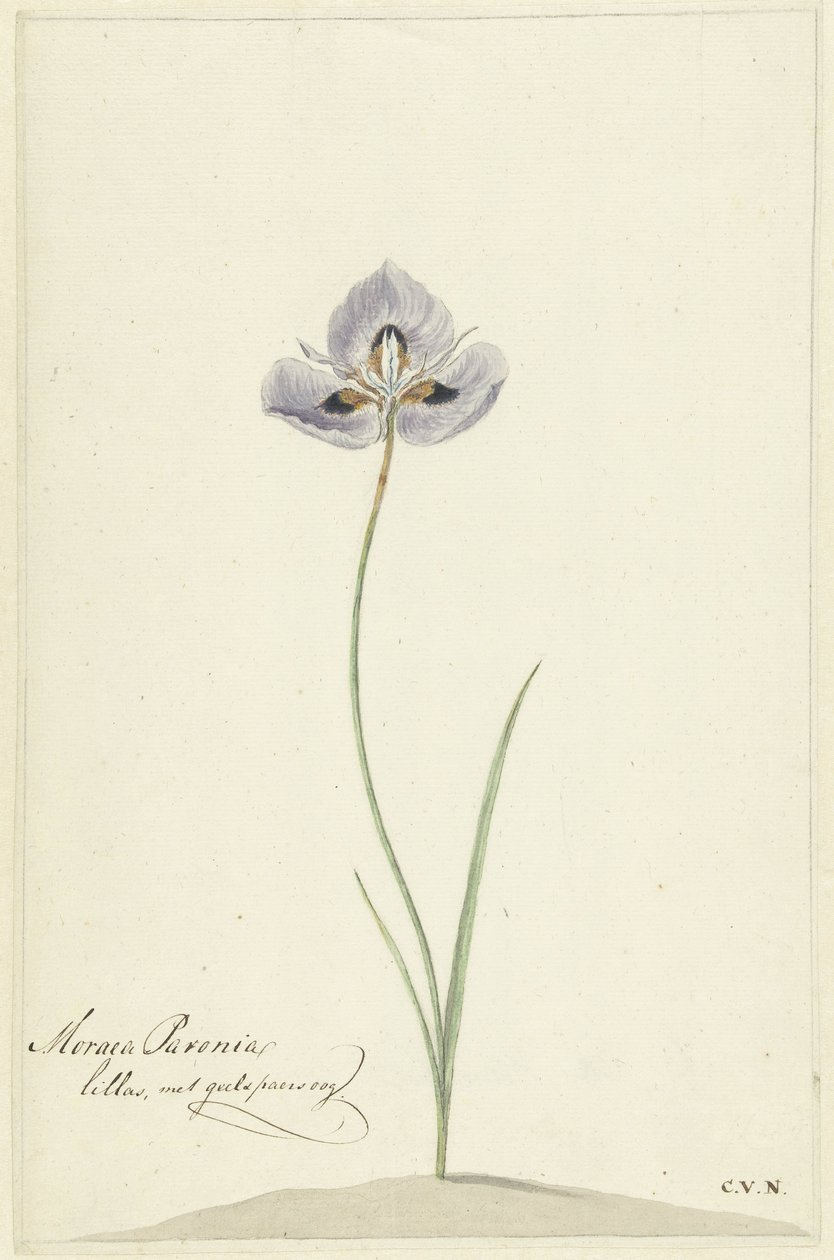Iris da Cornelis van Noorde