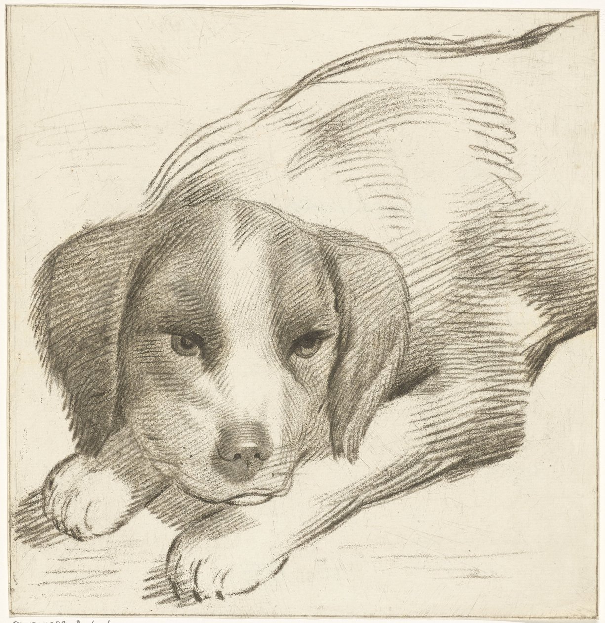 Cane sdraiato da Cornelis van Noorde