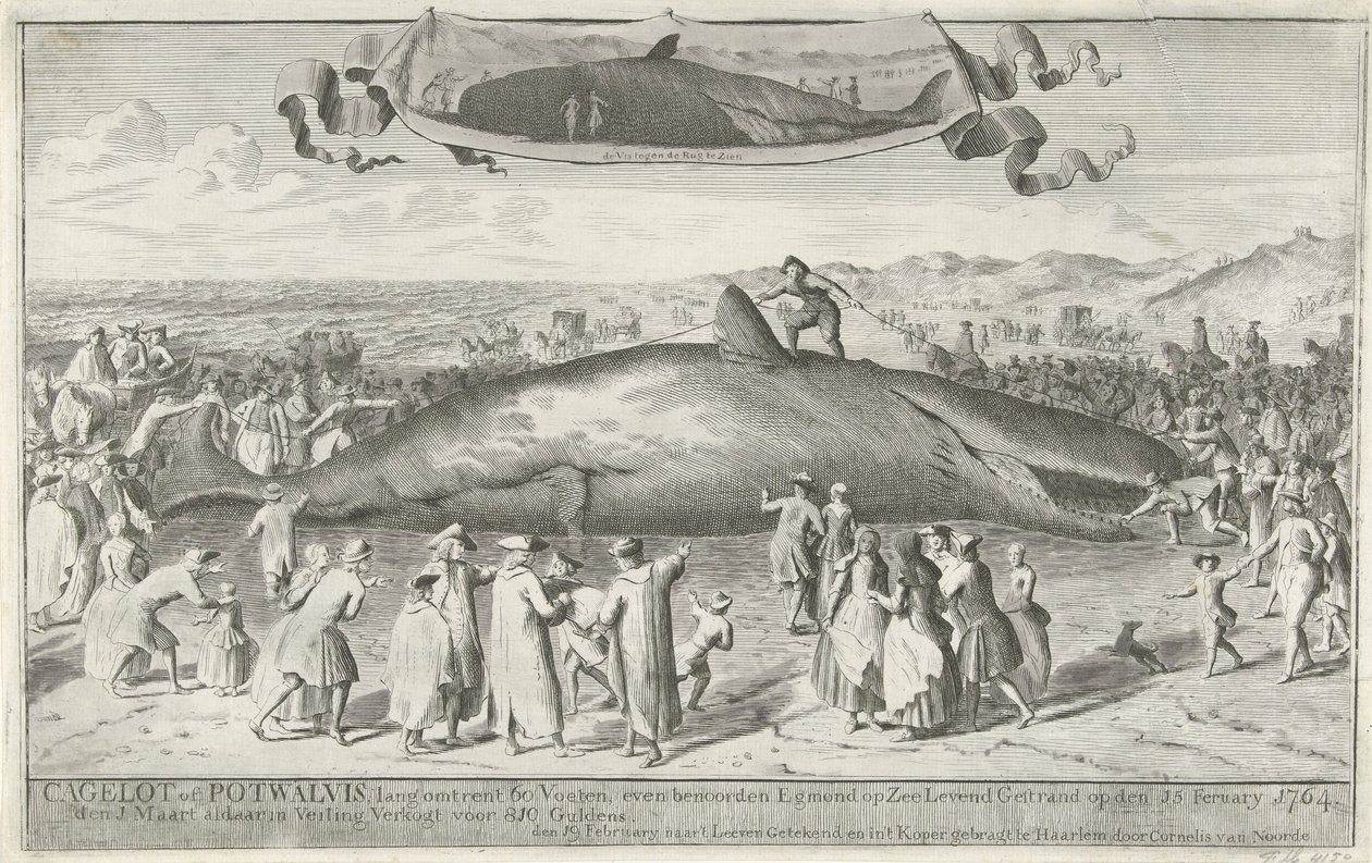 Capodoglio arenato a Egmond aan Zee, 1764 da Cornelis van Noorde