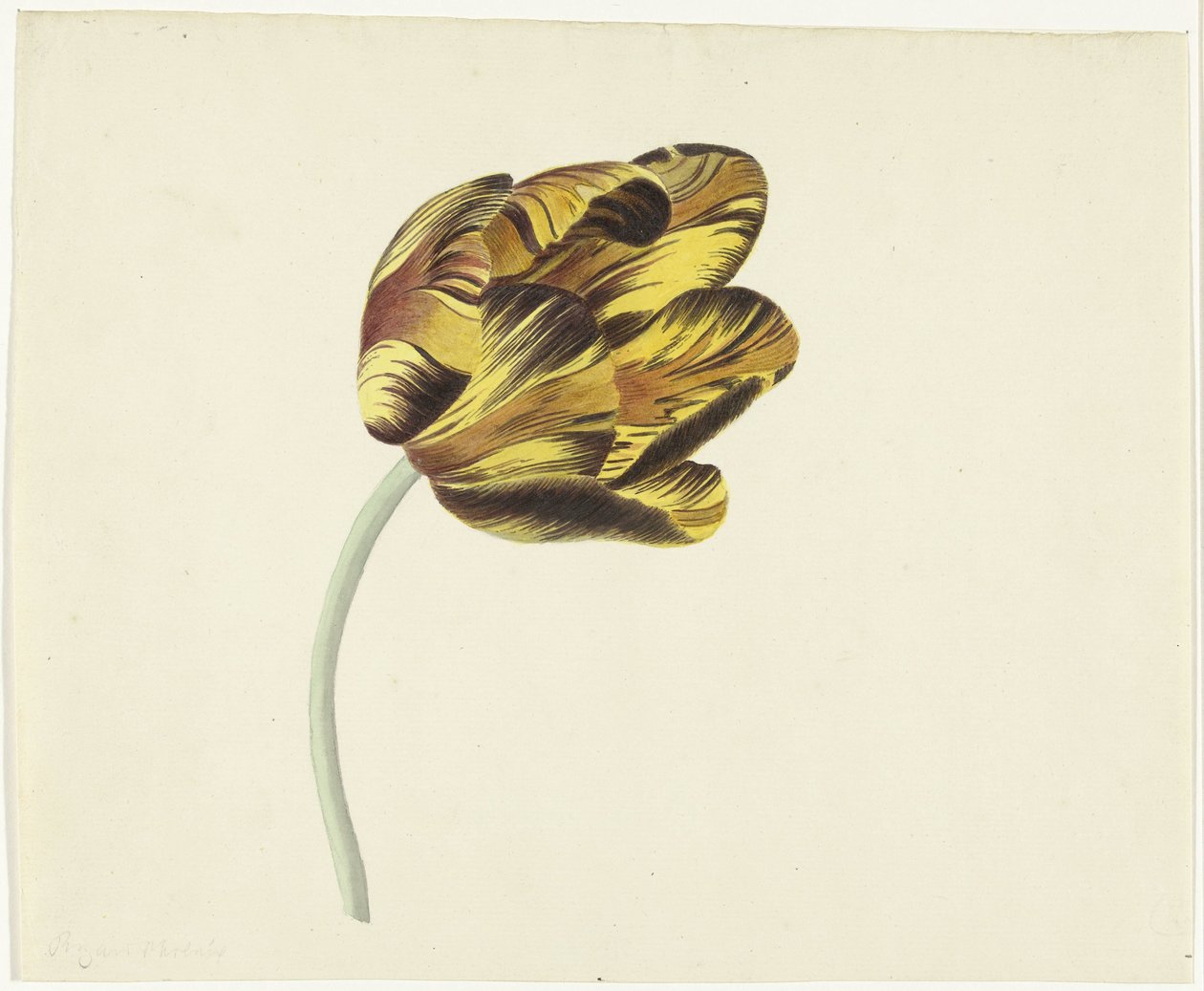 Tulipano chiamato Bizard Phoenix da Cornelis van Noorde
