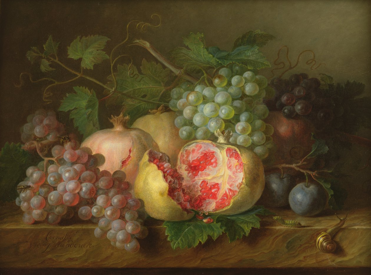 Natura morta di melograni, uva e prugne su un ripiano di marmo (pannello) da Cornelis van Spaendonck