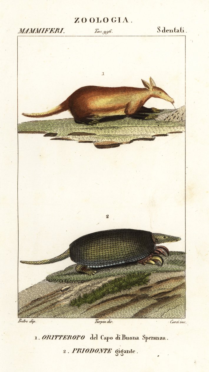 Oritteropo e armadillo gigante da Corsi Corsi