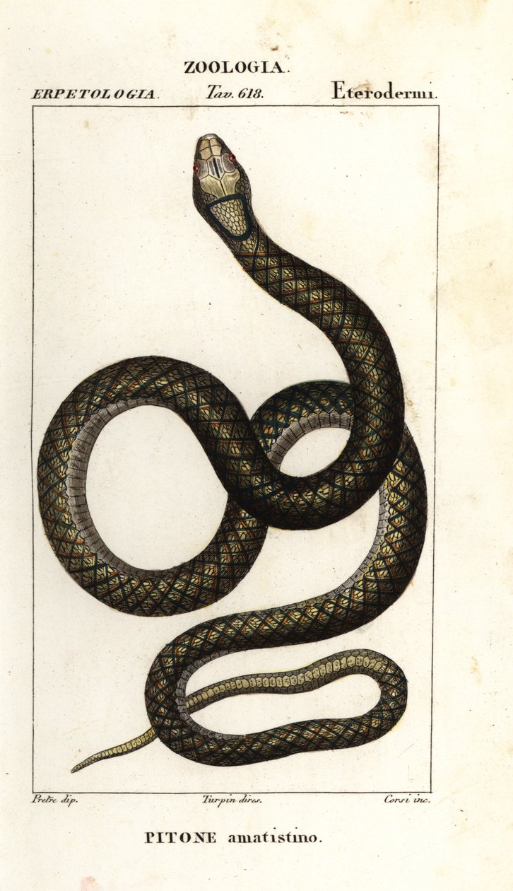 Pitone ametistino, Simalia amethistina da Corsi Corsi