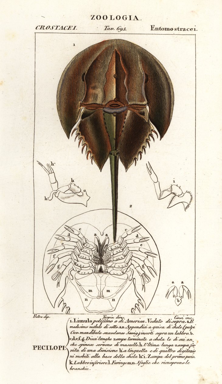 Granchio a ferro di cavallo atlantico, Limulus polyphemus da Corsi Corsi