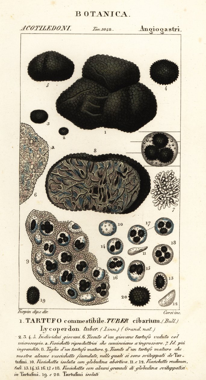 Tartufo nero, Tuber melanosporum da Corsi Corsi