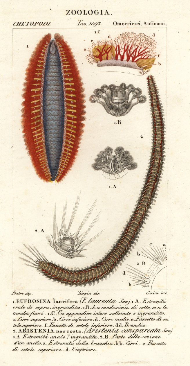 Vermi setolosi o topi di mare da Corsi Corsi