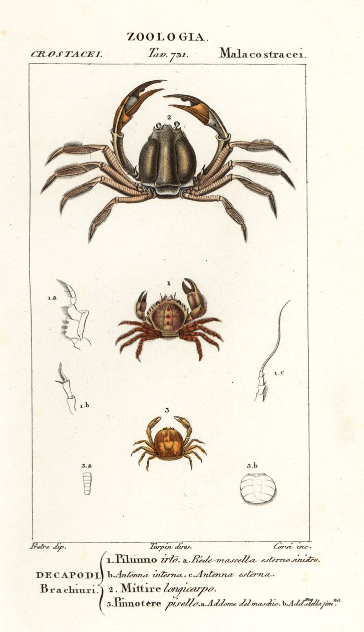 Granchio ispido, Pilumnus hirtellus 1, granchio soldato azzurro chiaro, Mictyris longicarpus 2, granchio pisello, Pinnotheres pisum 3 da Corsi Corsi