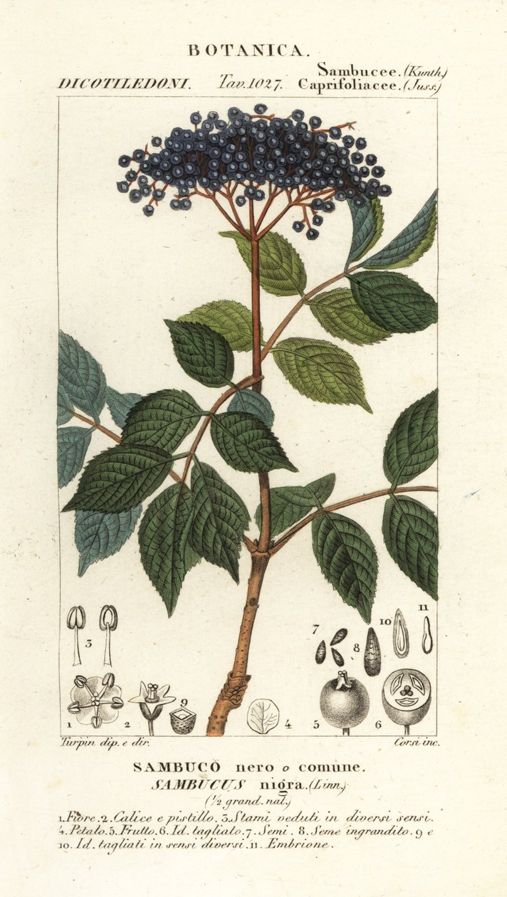 Sambuco nero, Sambucus nigra da Corsi Corsi