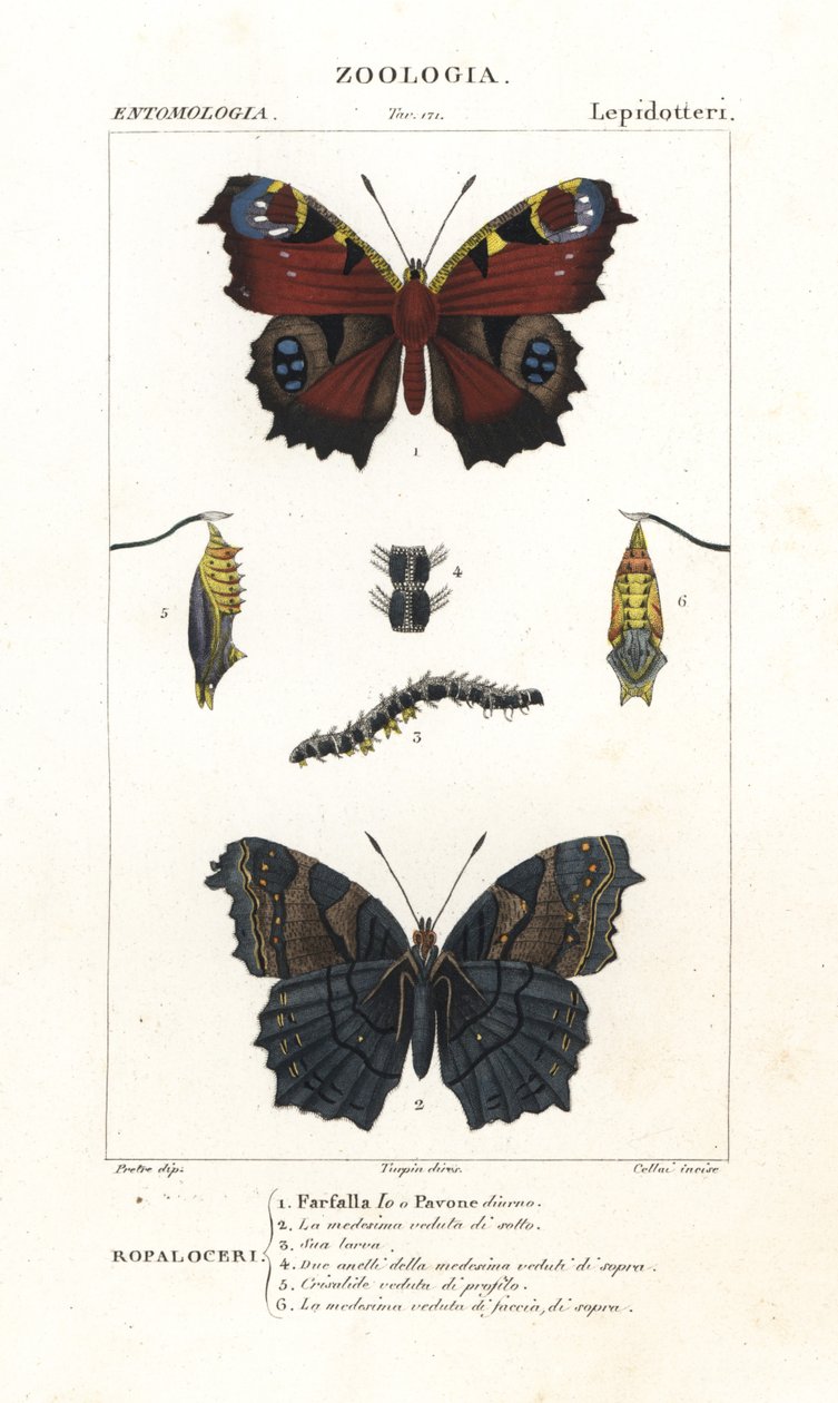 Farfalla pavone europea, Aglais io da Corsi Corsi