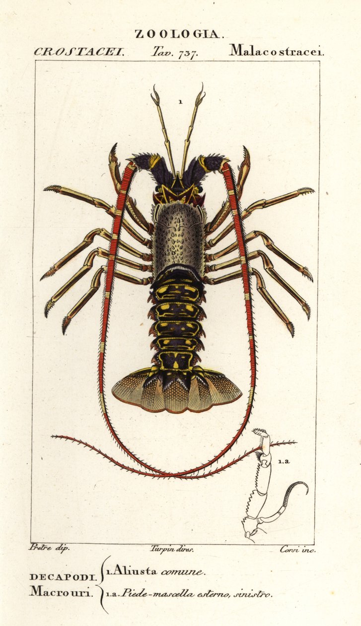 Aragosta spinosa europea, Palinurus elephas da Corsi Corsi