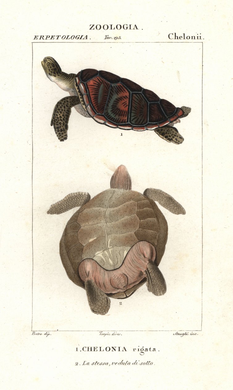 Tartaruga verde, Chelonia mydas Endangered da Corsi Corsi
