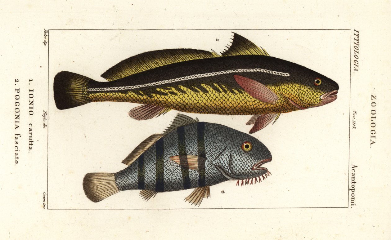 Karut croaker, Johnius carutta, Ionio carutta 1 e tamburo nero, Pogonias cromis, Pogonias fasciatus, Pogonia fasciato 2 da Corsi Corsi