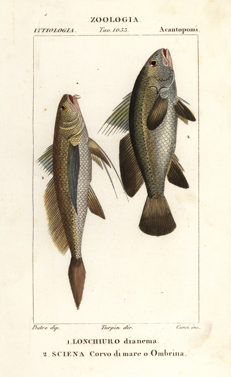Corvina, Lonchurus lanceolatus e ombrina, Argyrosomus regius da Corsi Corsi