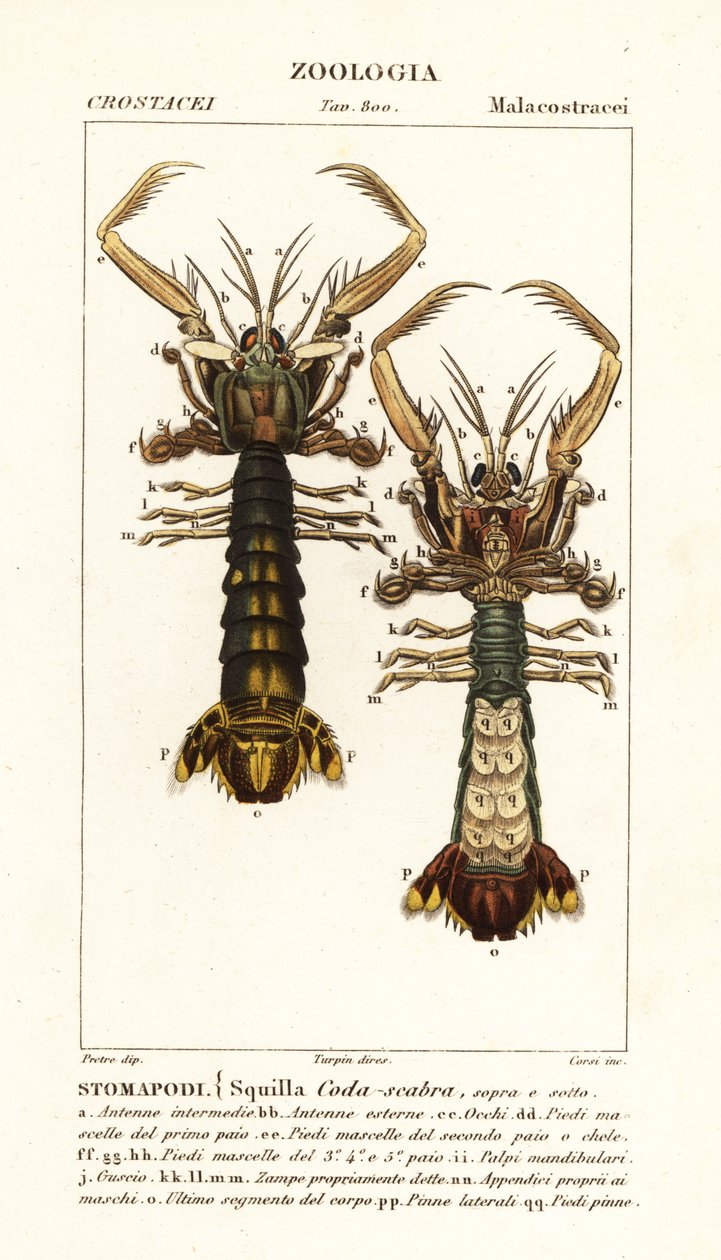 Gambero mantide, Lysiosquilla scabricauda da Corsi Corsi