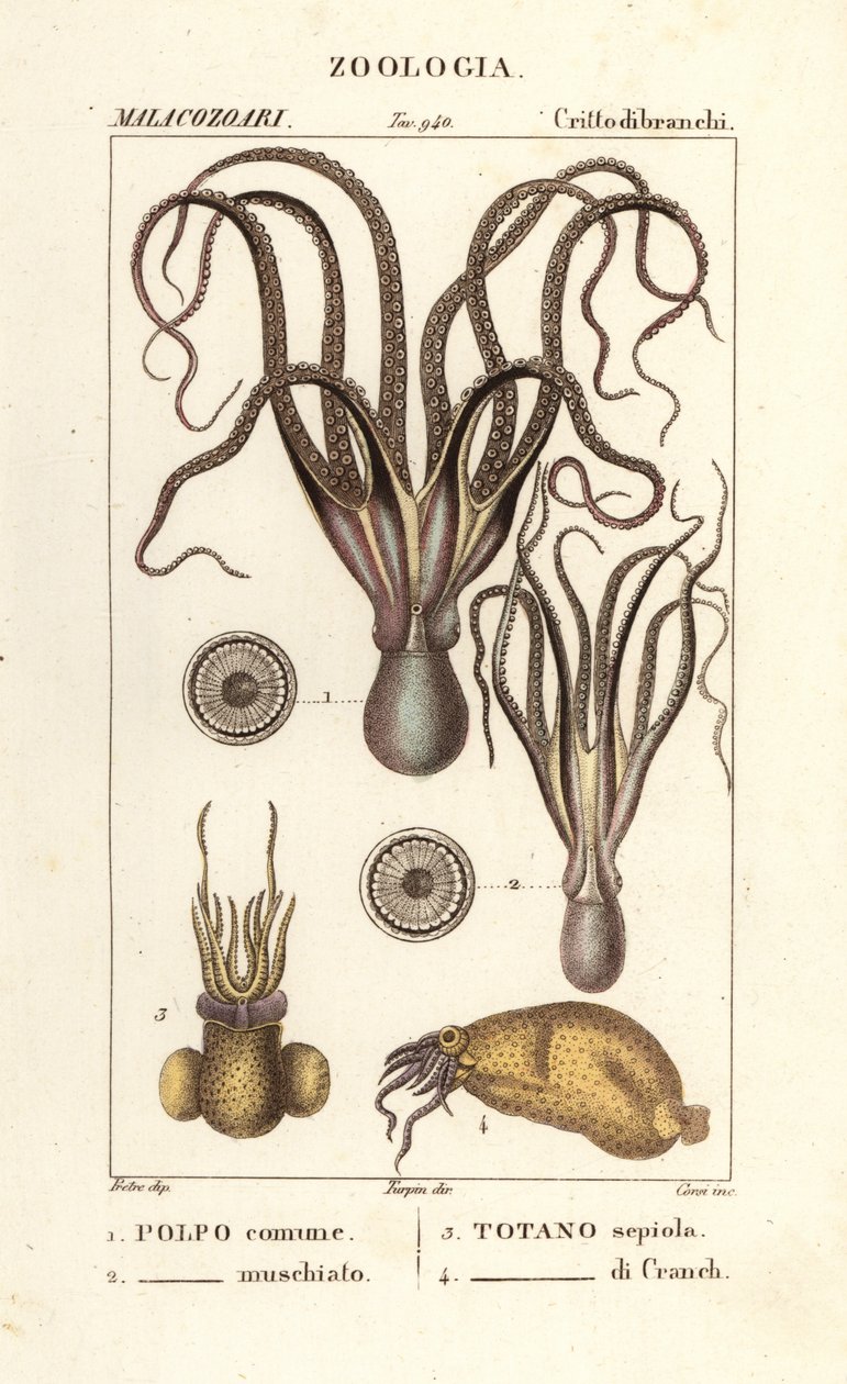 Specie di polpi e calamari da Corsi Corsi