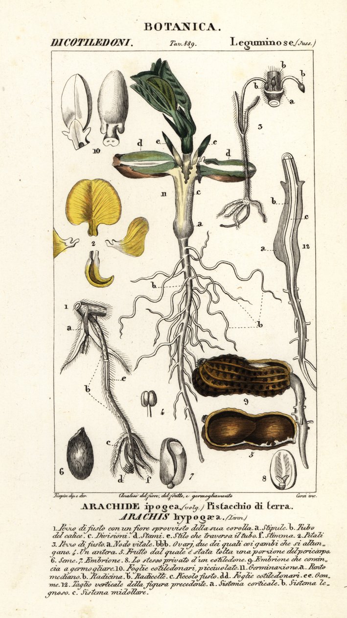 Arachide, Arachis hypogaea da Corsi Corsi