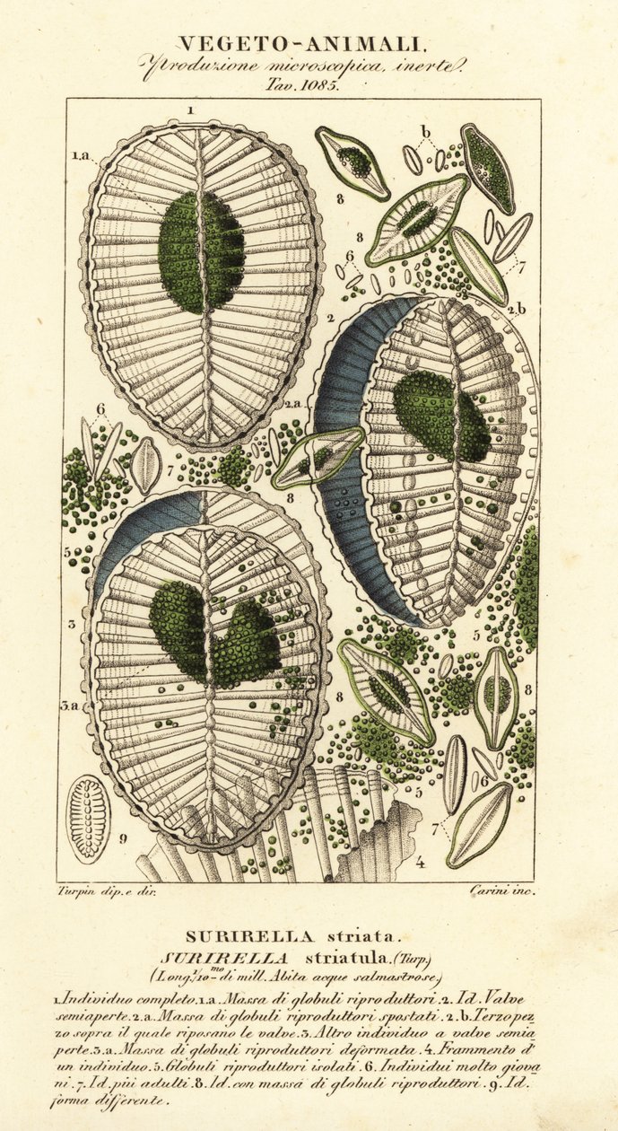 Plankton, Surirella striatula, Surirella striata da Corsi Corsi