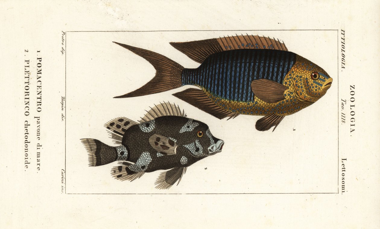 Pesce damigella zaffiro, Pomacentrus pavo, e pesce dolce arlecchino, Plectorhinchus chaetodonoides da Corsi Corsi