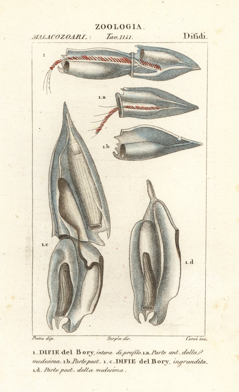 Sifonofori, Diphyes dispar, Diphyes boryi, Difie del Bory da Corsi Corsi