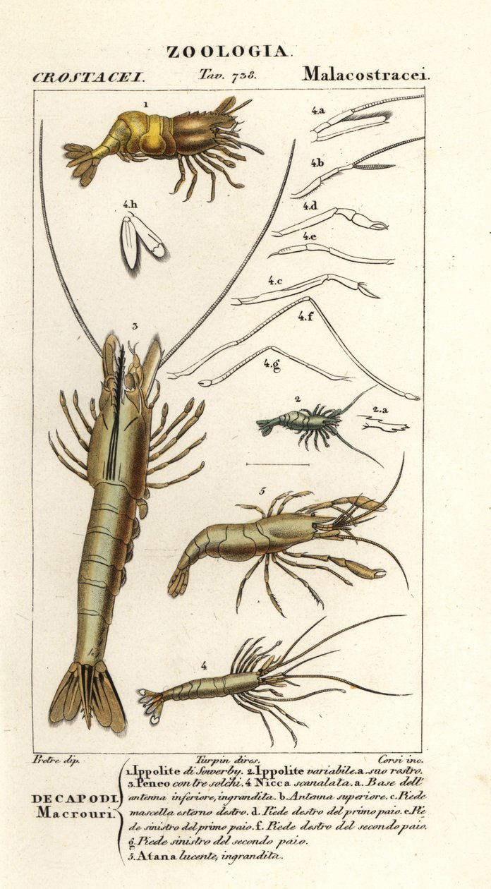 Specie di gamberi da Corsi Corsi