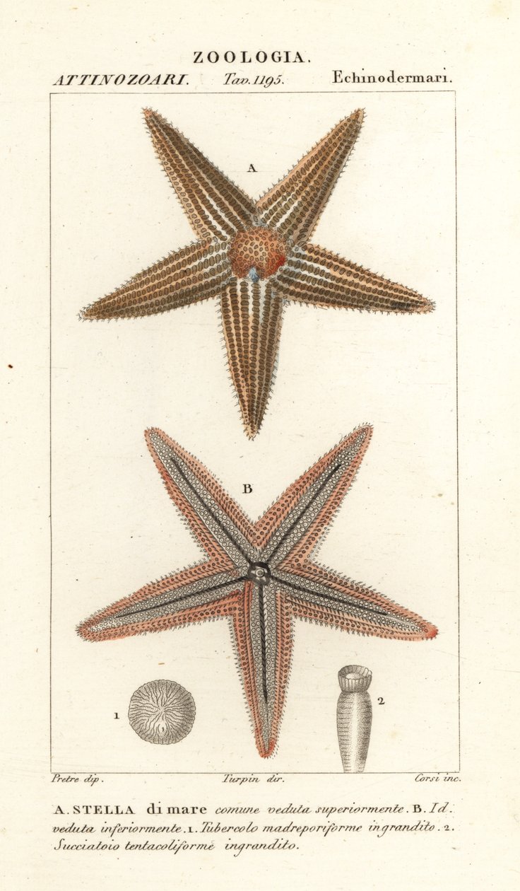 Stella marina, Asterias rubens da Corsi Corsi