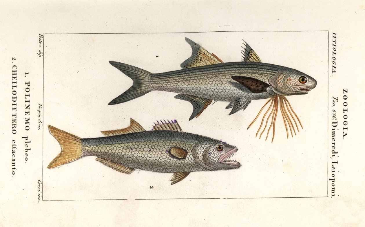 Threadfin striato e pesce azzurro da Corsi Corsi