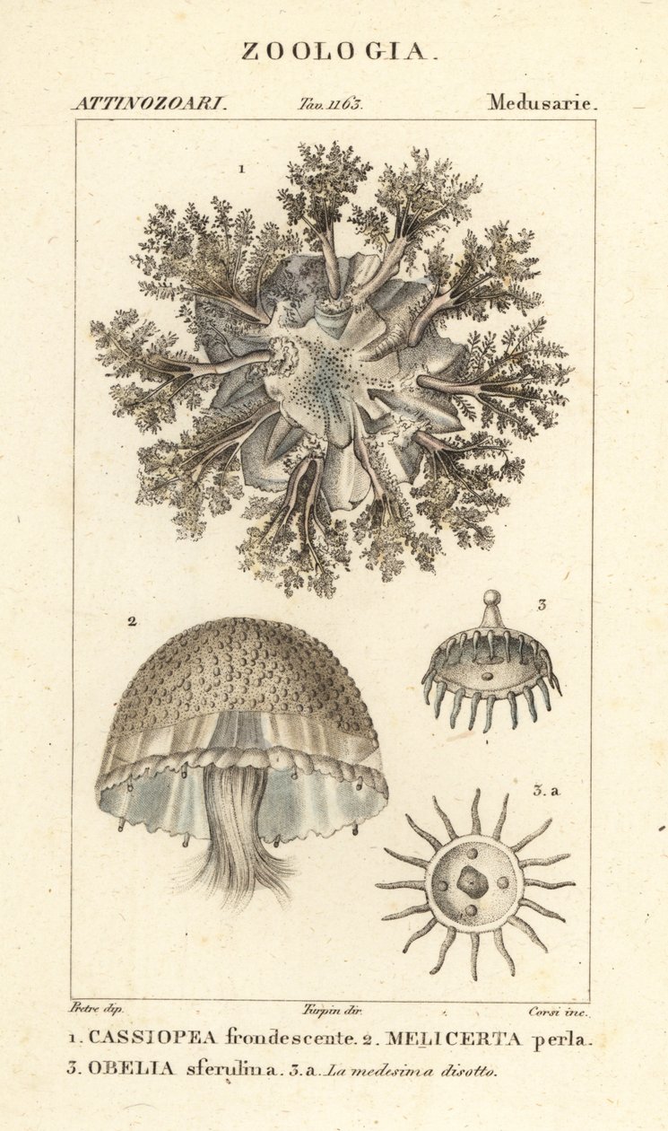 Medusa capovolta, Cassiopea frondosa 1, specie Melicertum 2 e polipo obelia 3 da Corsi Corsi
