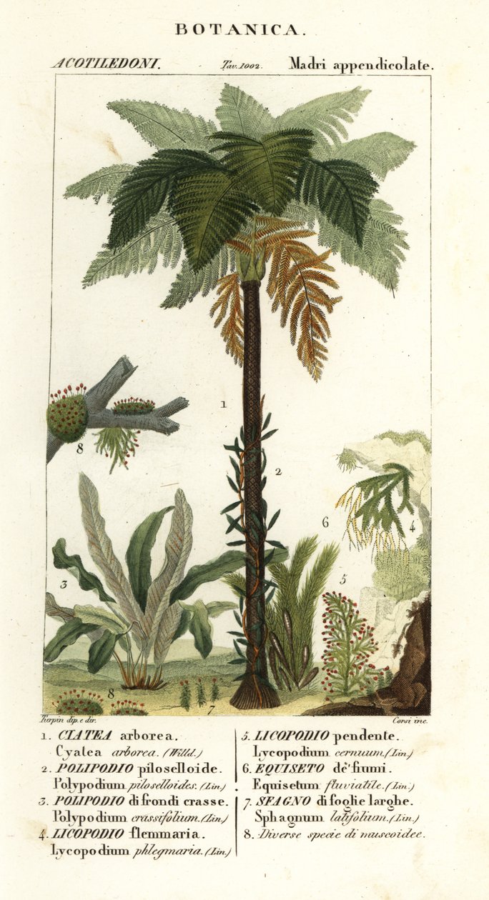 Felce arborea delle Indie Occidentali, Cyathea arborea, felce rampicante, Microgramma piloselloides, felce graziosa, Niphidium crassifolium, felce a nappa grossolana, Huperzia phlegmaria, licopodio a corna di cervo, Lycopodiella cernua, equiseto d