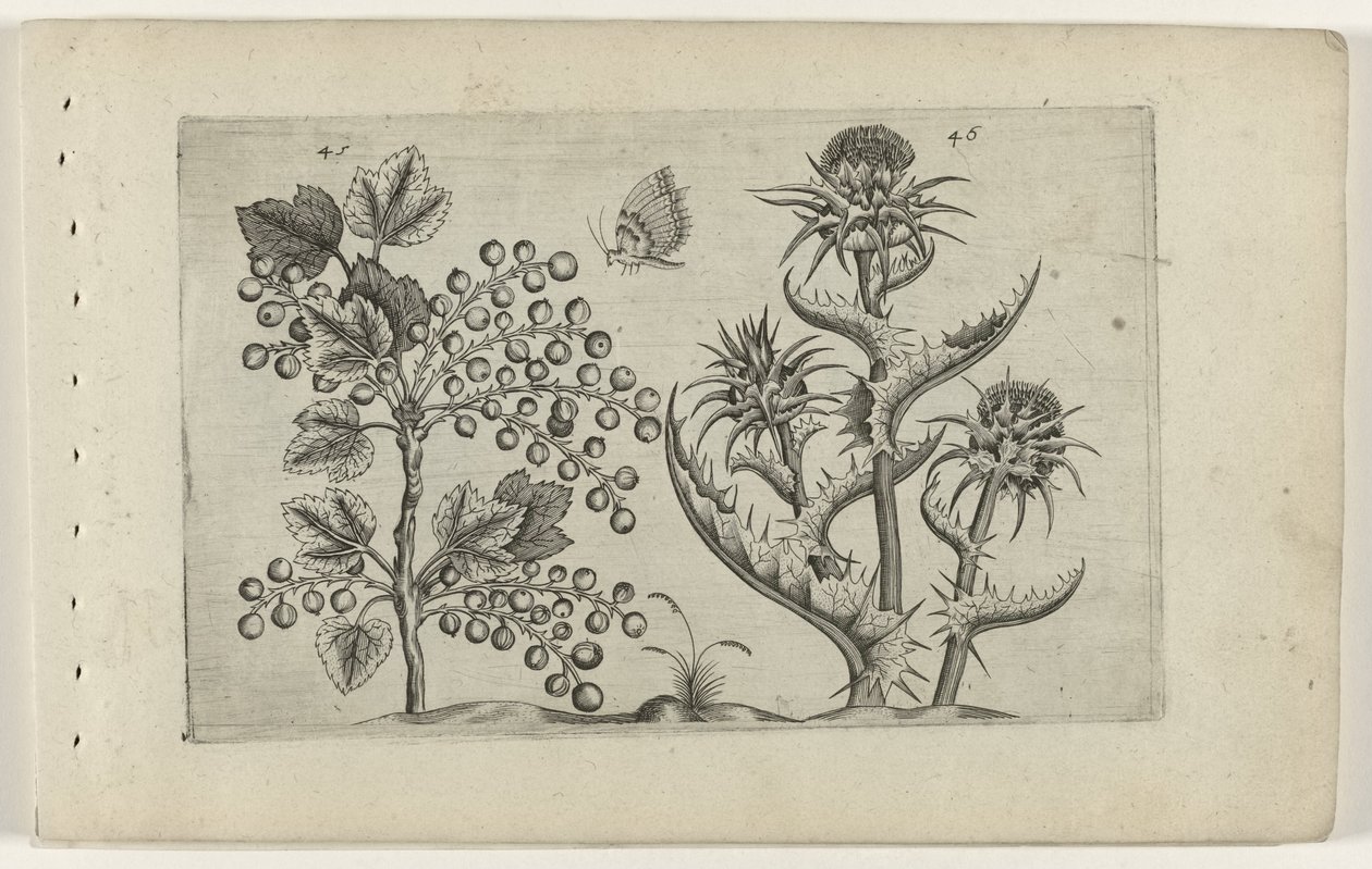 Ribes e cardo mariano da Crispijn van de Passe (I) (attributed to)