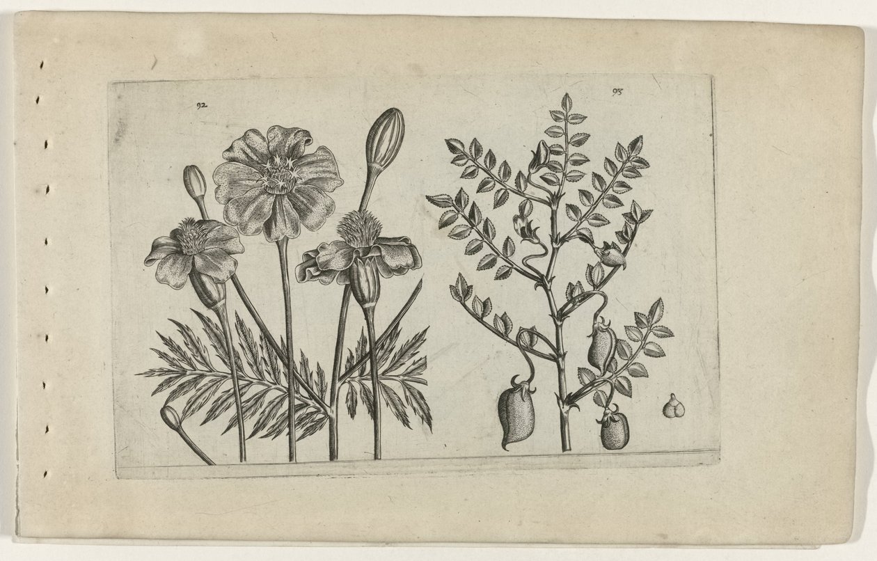 Tagete e cece da Crispijn van de Passe (I) (attributed to)