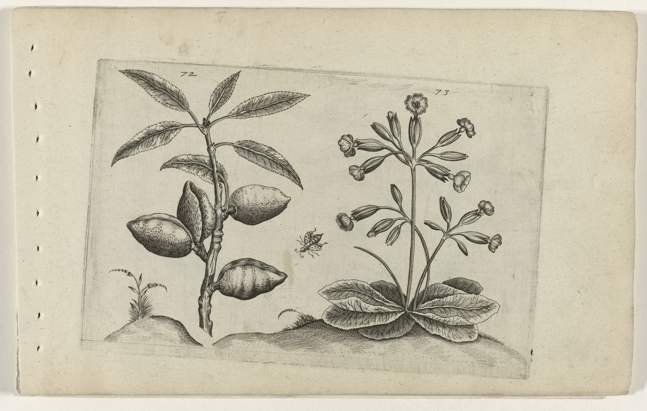Mandorlo e primula da Crispijn van de Passe (I) (attributed to)