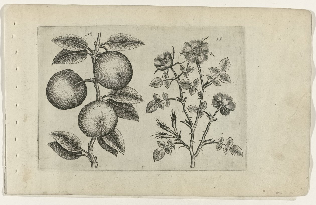 Mela e rosa canina (serie Cognoscite lilia) da Crispijn van de Passe (I) (attributed to)
