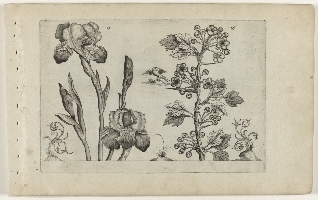 Iris barbato e biancospino corallino da Crispijn van de Passe (I) (attributed to)