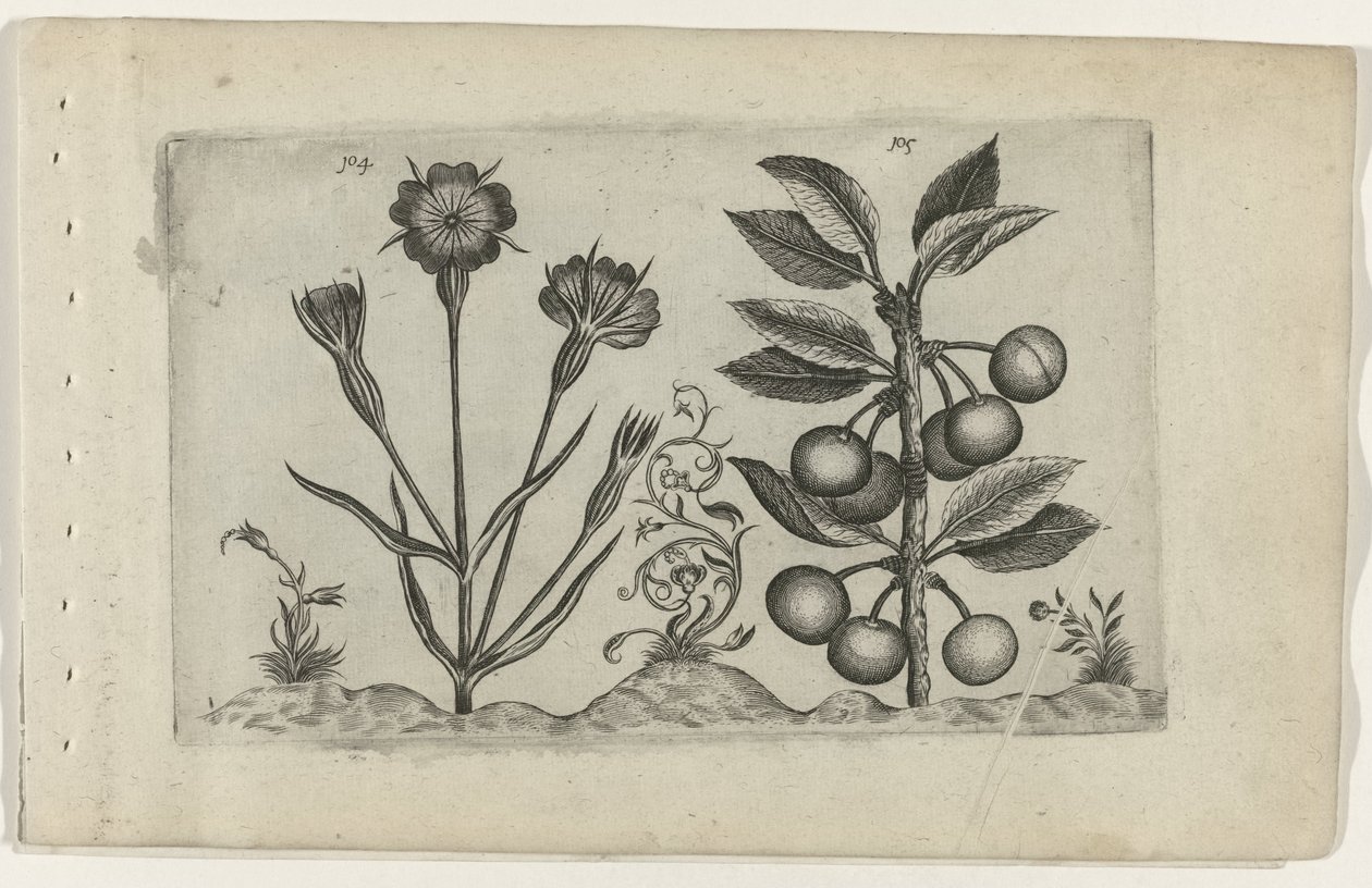 Bolderik e ciliegia acida da Crispijn van de Passe (I) (attributed to)