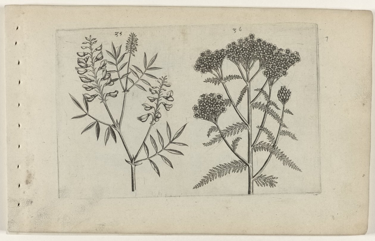 Vicia e achillea (Cognoscite lilia) da Crispijn van de Passe (I) (attributed to)