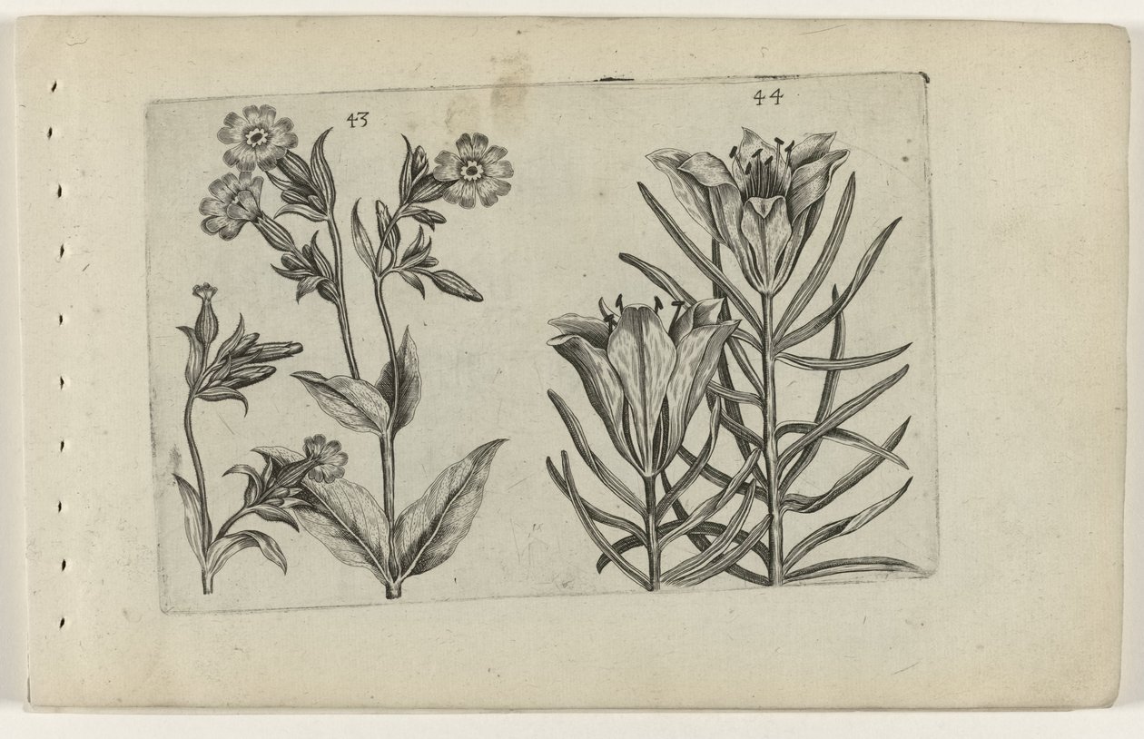 Silene e giglio di campo da Crispijn van de Passe (I) (attributed to)