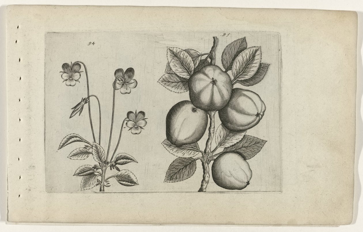 Viola del Pensiero Tricolore e Mela da Crispijn van de Passe (I) (attributed to)