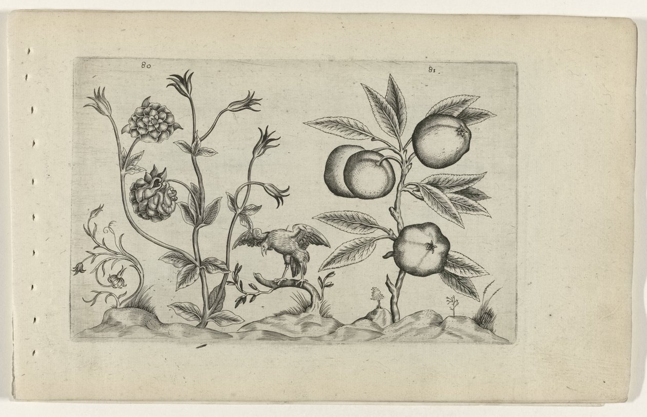 Aquilegia e mela da Crispijn van de Passe (I) (attributed to)