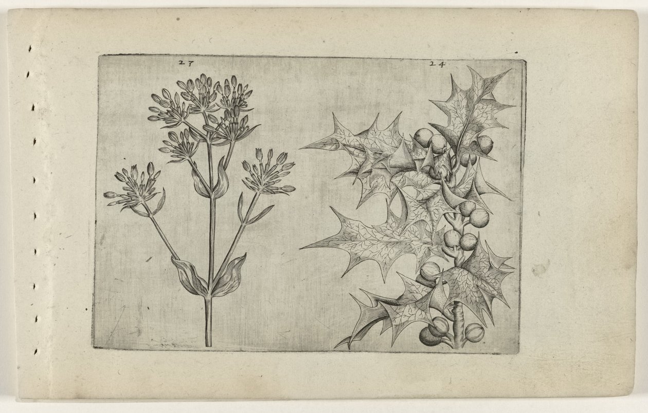 Centaury(?) e Agrifoglio da Crispijn van de Passe (I) (attributed to)