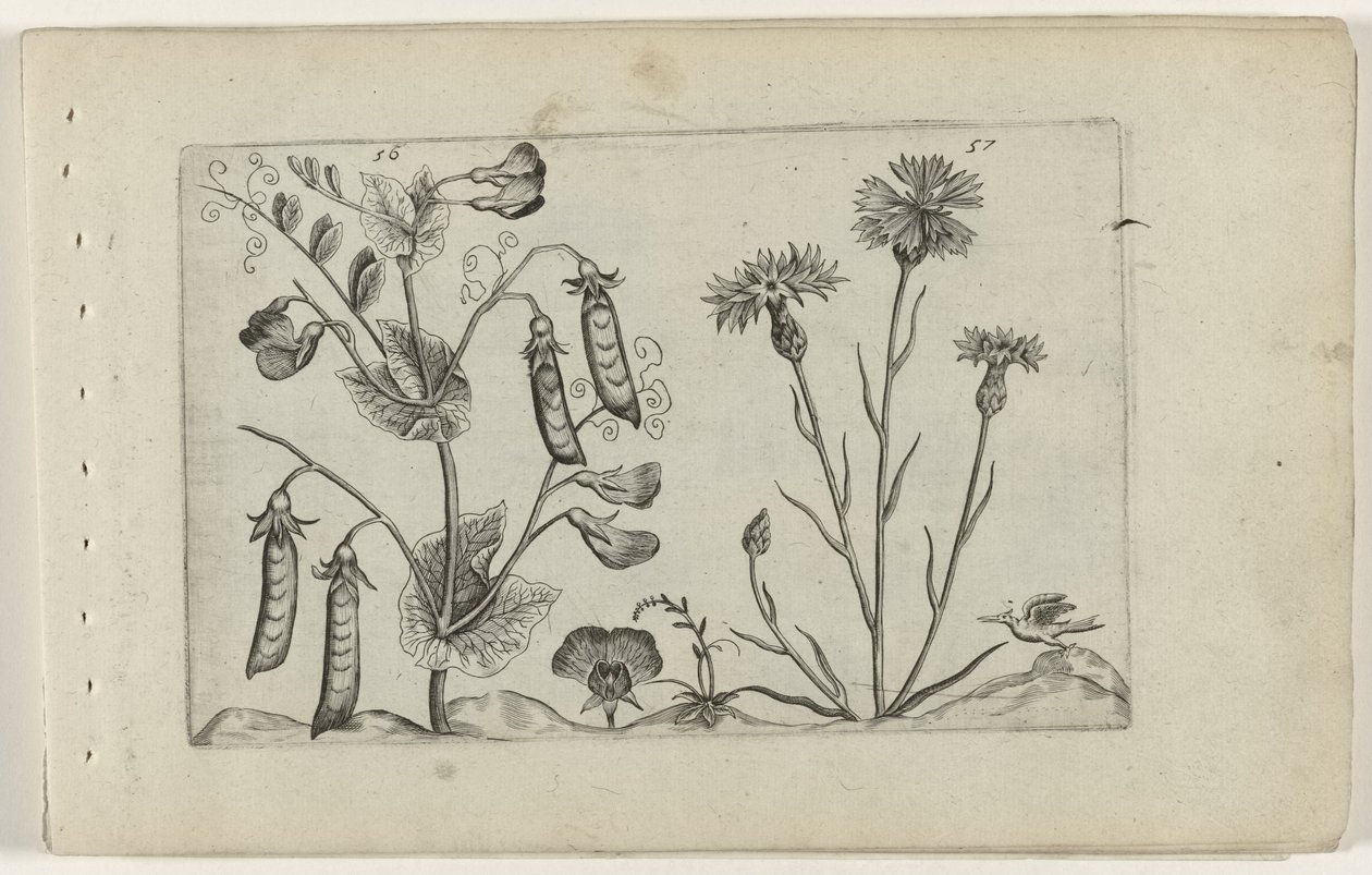 Pisello e fiordaliso da Crispijn van de Passe (I) (attributed to)