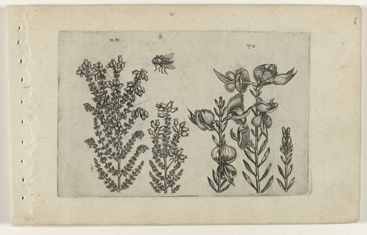 Erica comune e ginestra (serie Cognoscite lilia) da Crispijn van de Passe (I) (attributed to)