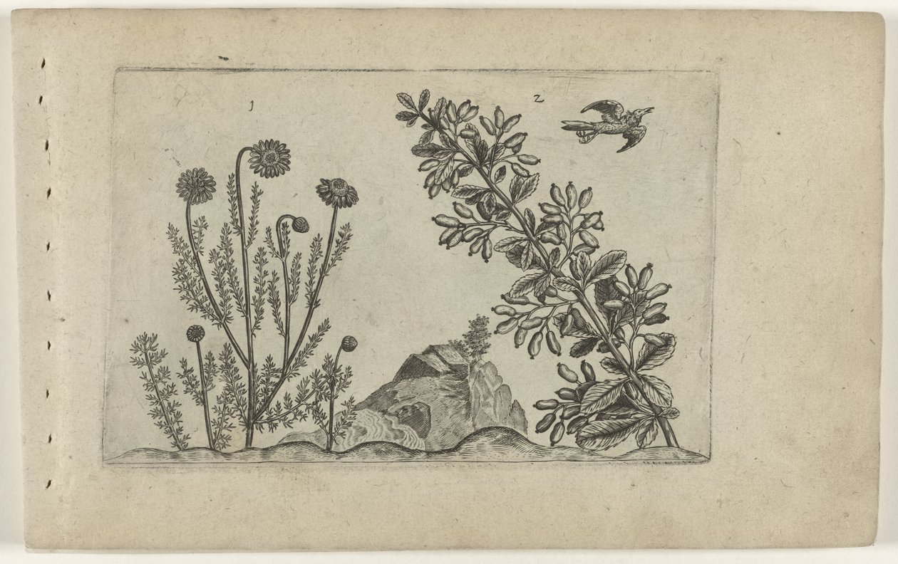 Camomilla comune e crespino da Crispijn van de Passe (I) (attributed to)