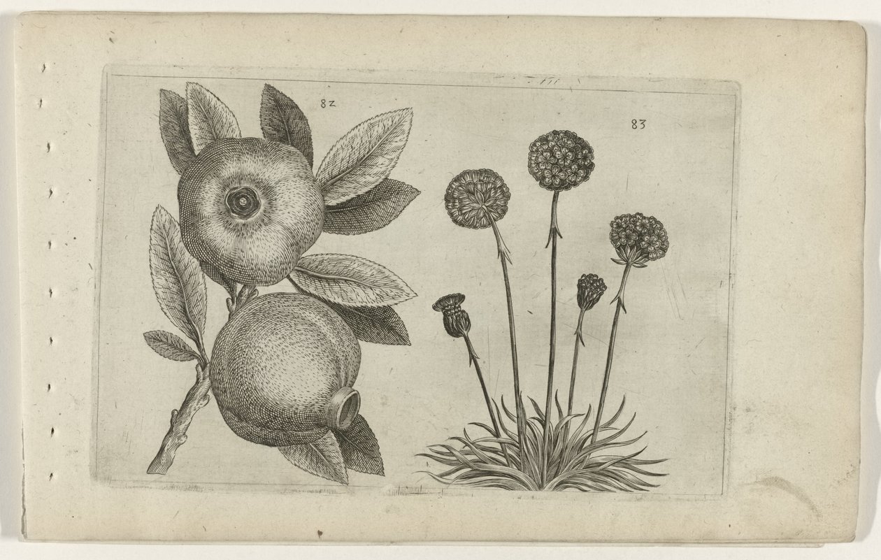 Melograno e erba inglese da Crispijn van de Passe (I) (attributed to)