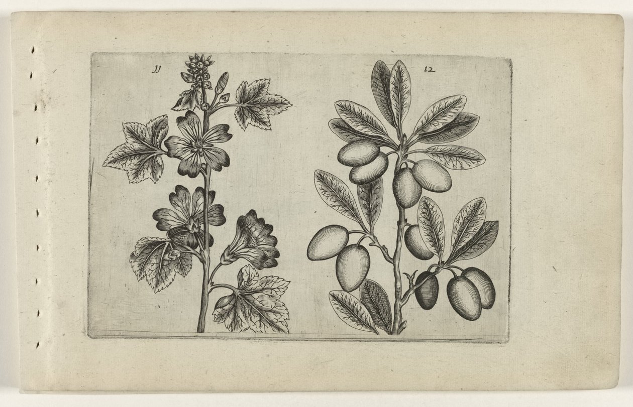Grande malva e ulivo (serie Cognoscite lilia) da Crispijn van de Passe (I) (attributed to)
